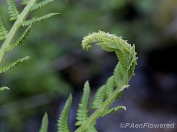 Opening frond